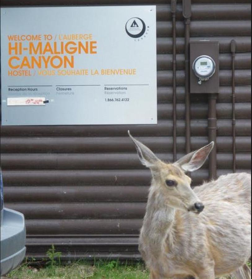 Hi Maligne Canyon - Hostel Jasper Exterior foto